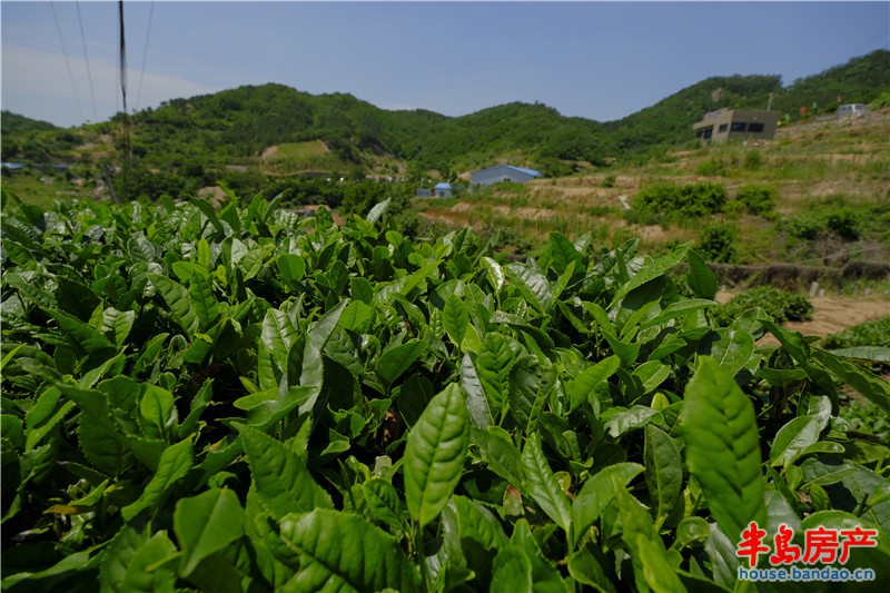 天赋北涧之山茶·煮一味，逸趣心安